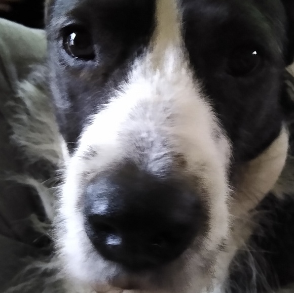 Meet your Posher, Lawrence - Picture 1 of 1